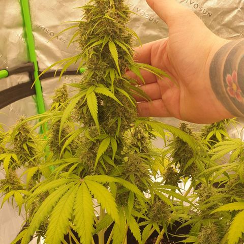 Jacky growlog timeline photo