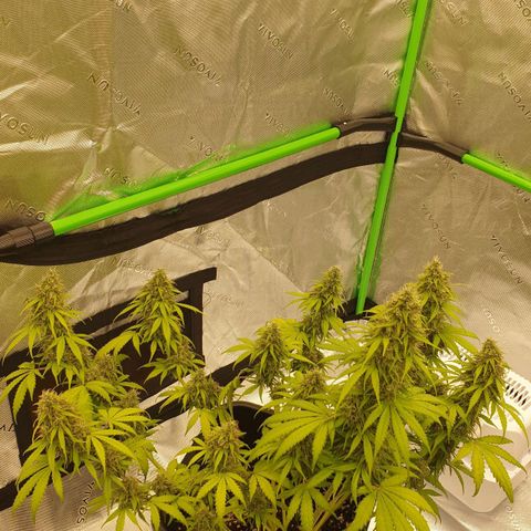 Jacky growlog timeline photo