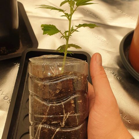 Das Baum projekt  growlog timeline photo