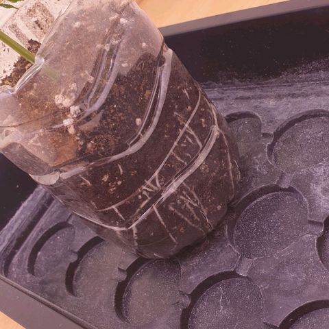 Das Baum projekt  growlog timeline photo