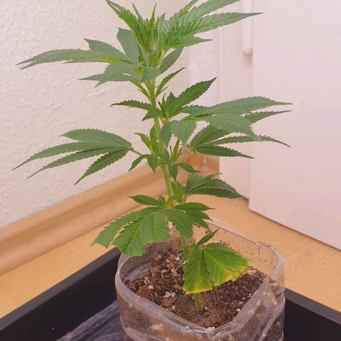 Das Baum projekt  growlog timeline photo