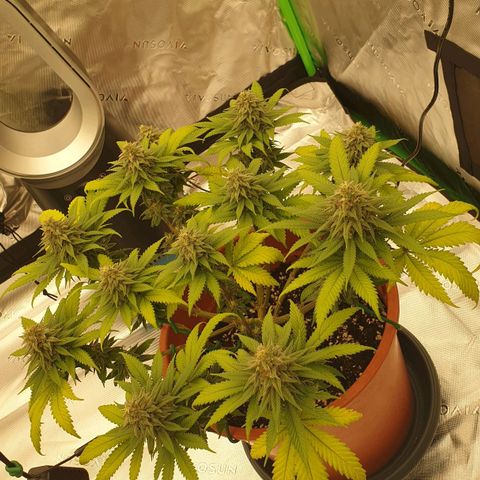 O.K growlog timeline photo