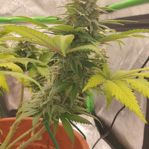 O.K growlog timeline photo