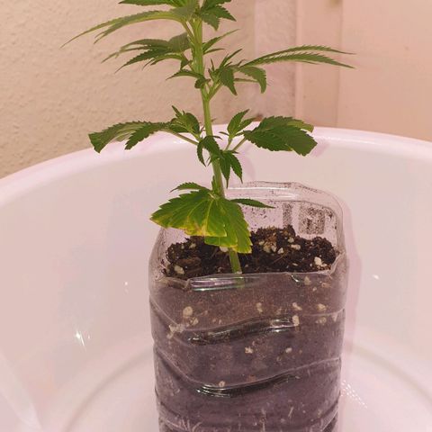 Das Baum projekt  growlog timeline photo
