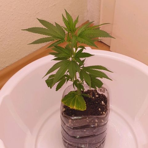 Das Baum projekt  growlog timeline photo