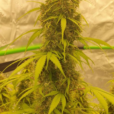 Jacky growlog timeline photo