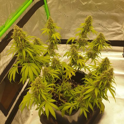 Jacky growlog timeline photo