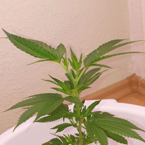 Das Baum projekt  growlog timeline photo
