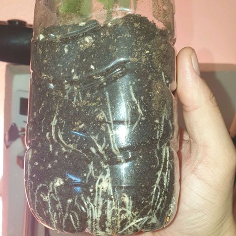 Das Baum projekt  growlog timeline photo