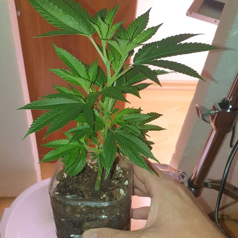 Das Baum projekt  growlog timeline photo