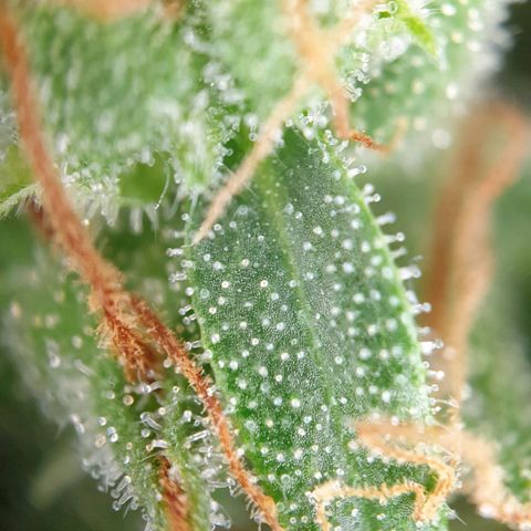 Jacky growlog timeline photo