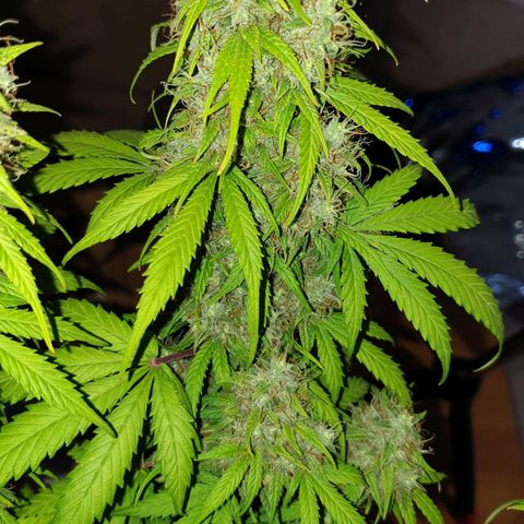 Jacky growlog timeline photo