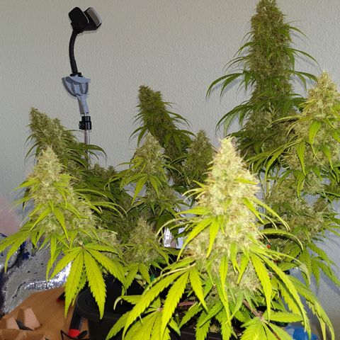 Jacky growlog timeline photo