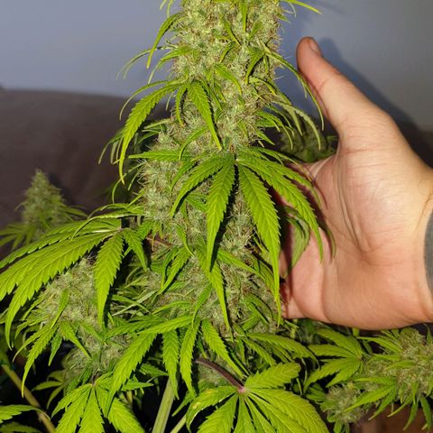 Jacky growlog timeline photo
