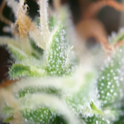 Jacky growlog timeline photo
