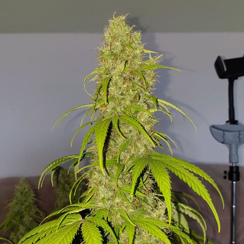 Jacky growlog timeline photo
