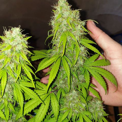 Jacky growlog timeline photo