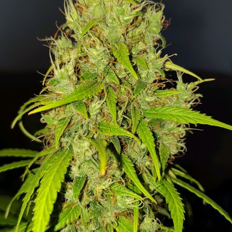 Jacky growlog timeline photo