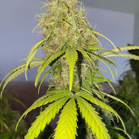 Jacky growlog timeline photo