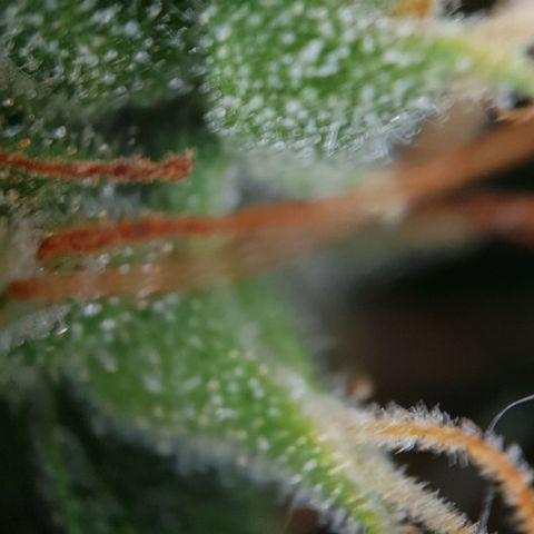 Jacky growlog timeline photo