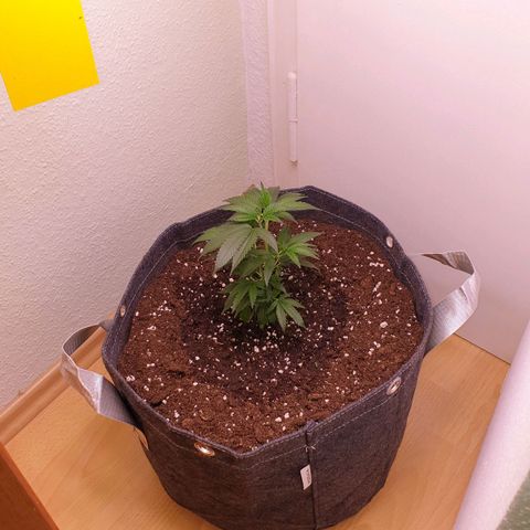 Das Baum projekt  growlog photo: Heute in einen 30L Stofftopf umgetopft Substrat ist Biobizz Allmix