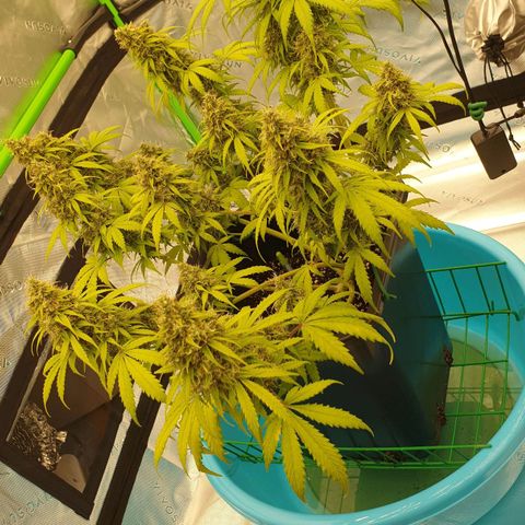 Jacky growlog timeline photo