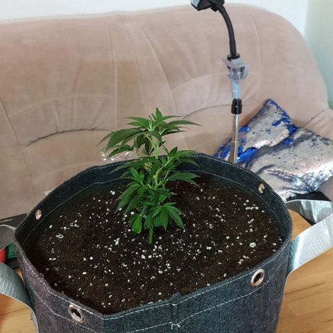 Das Baum projekt  growlog timeline photo