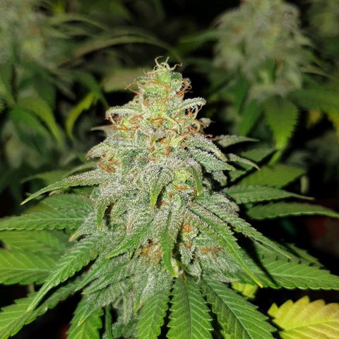 O.K growlog timeline photo