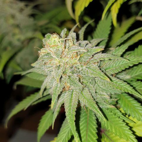 O.K growlog timeline photo