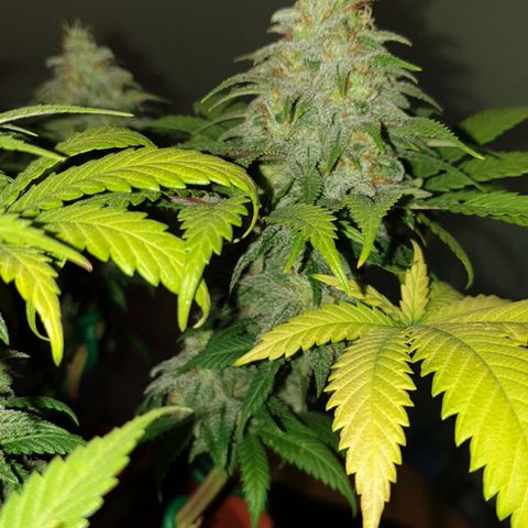 O.K growlog timeline photo