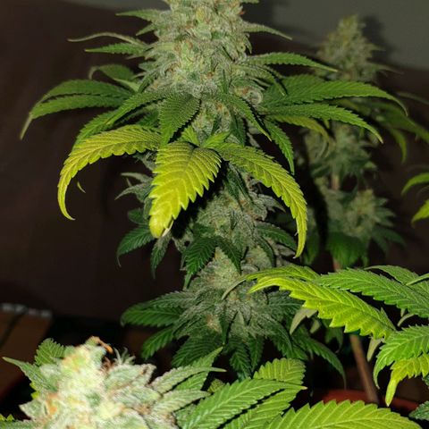 O.K growlog timeline photo
