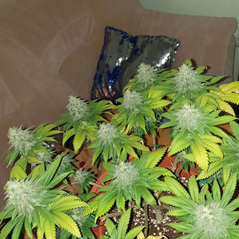 O.K growlog timeline photo