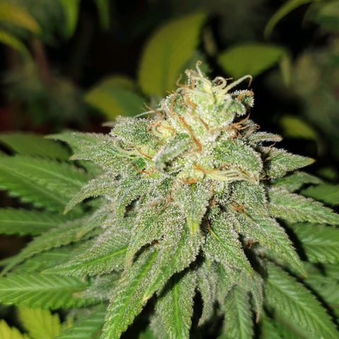 O.K growlog timeline photo