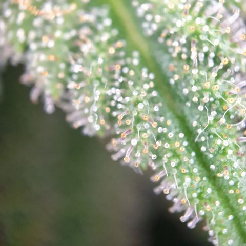 O.K growlog timeline photo