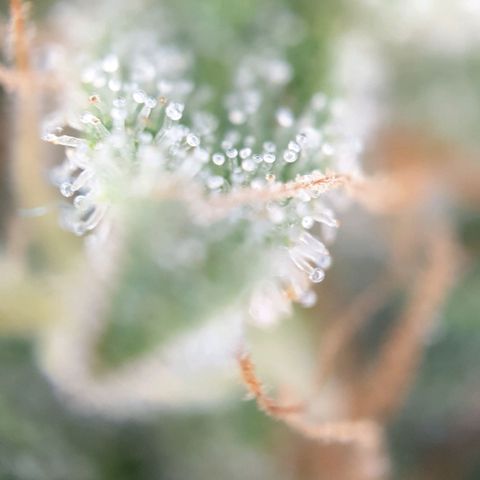 O.K growlog timeline photo