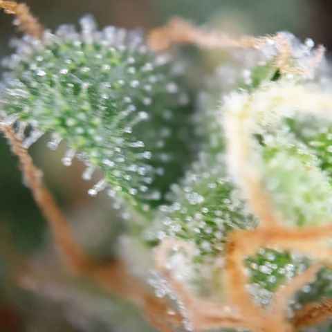 O.K growlog timeline photo