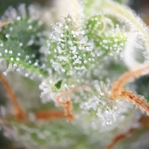 O.K growlog timeline photo