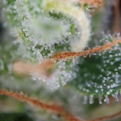 O.K growlog timeline photo