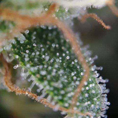 O.K growlog timeline photo