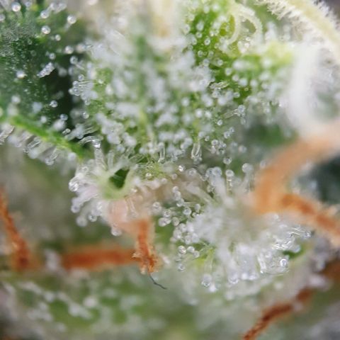 O.K growlog timeline photo