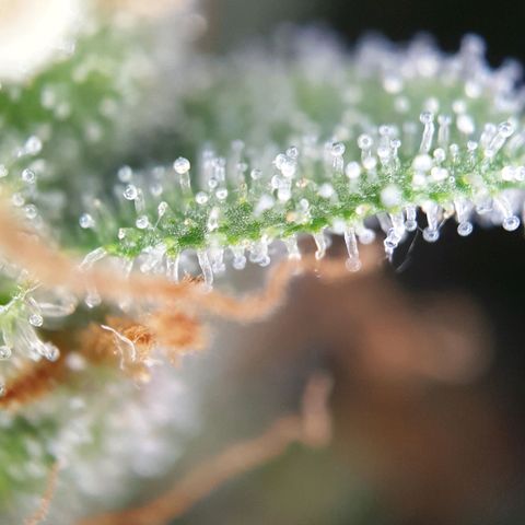 O.K growlog timeline photo