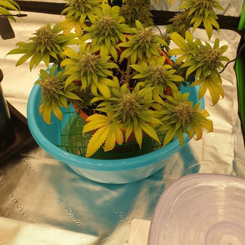O.K growlog timeline photo