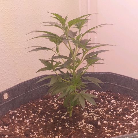 Das Baum projekt  growlog timeline photo