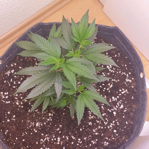 Das Baum projekt  growlog timeline photo