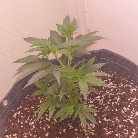 Das Baum projekt  growlog timeline photo