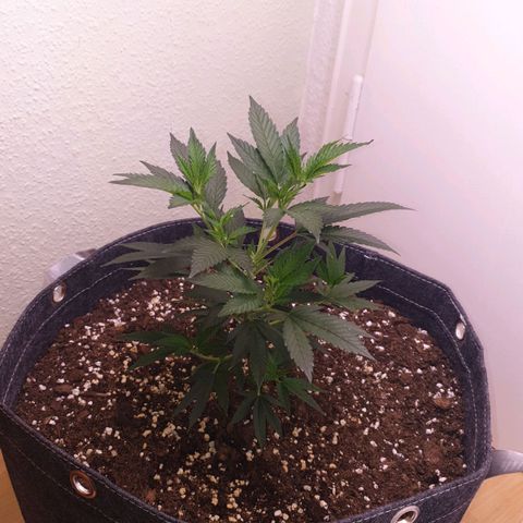 Das Baum projekt  growlog timeline photo