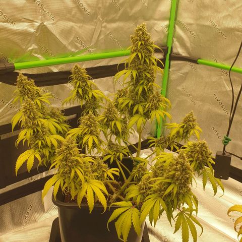Jacky growlog timeline photo