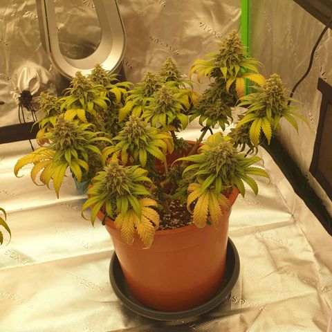 O.K growlog timeline photo