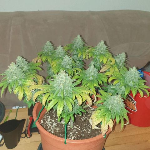 O.K growlog timeline photo