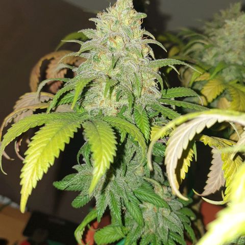 O.K growlog timeline photo